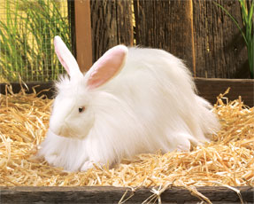 angora rabbit