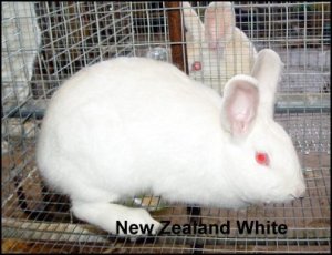 newzealandwhite